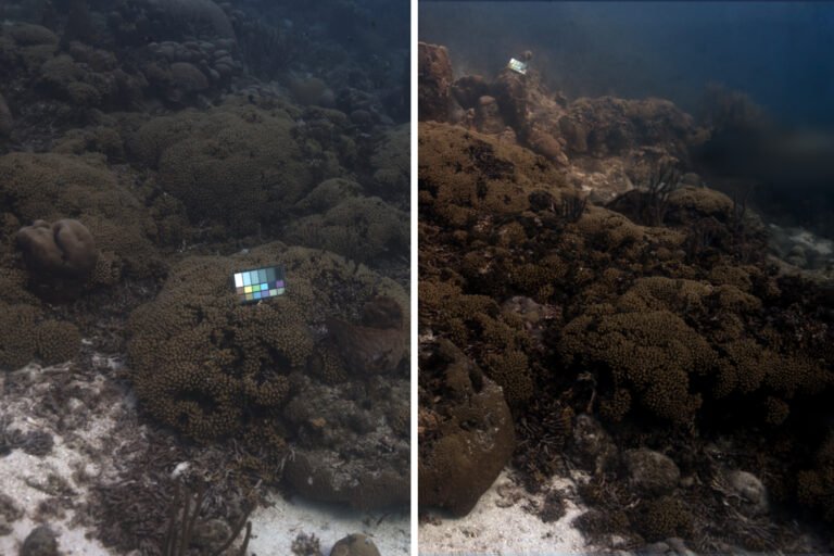 Imaging technique removes the effect of water in underwater scenes | MIT News